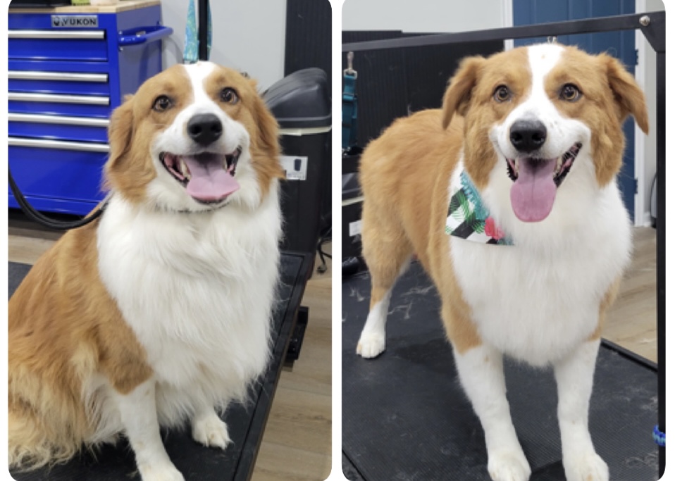 Happy Pups