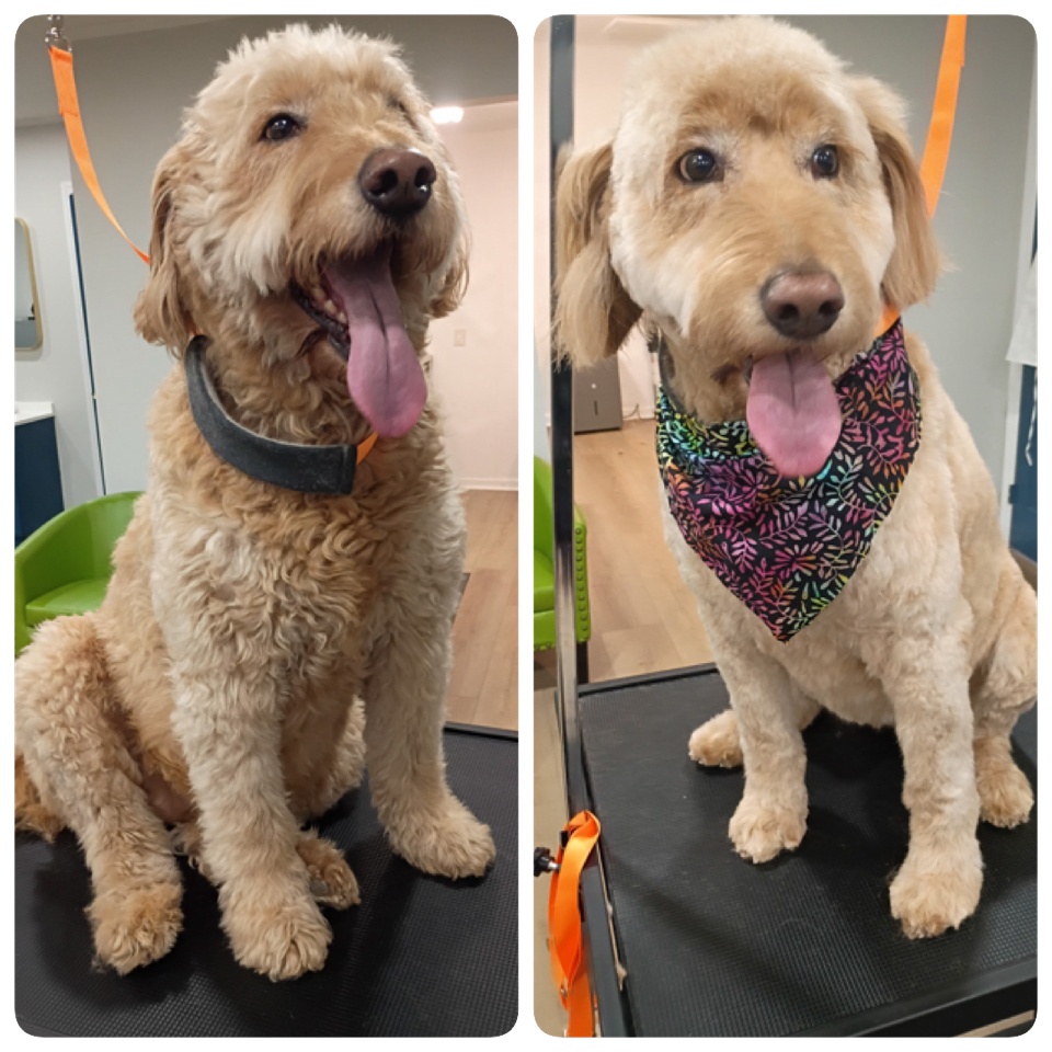 Happy Pups