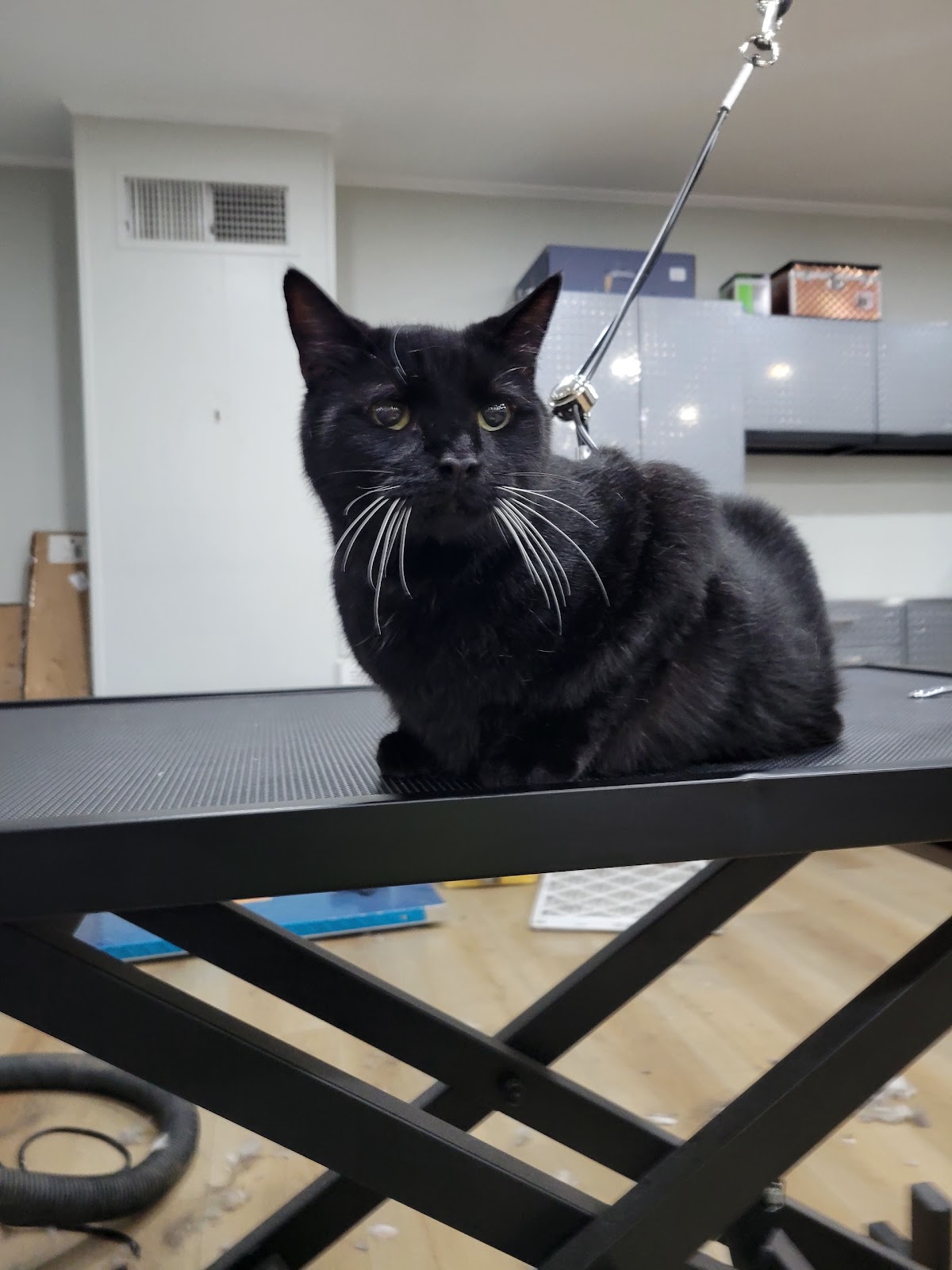 Cats