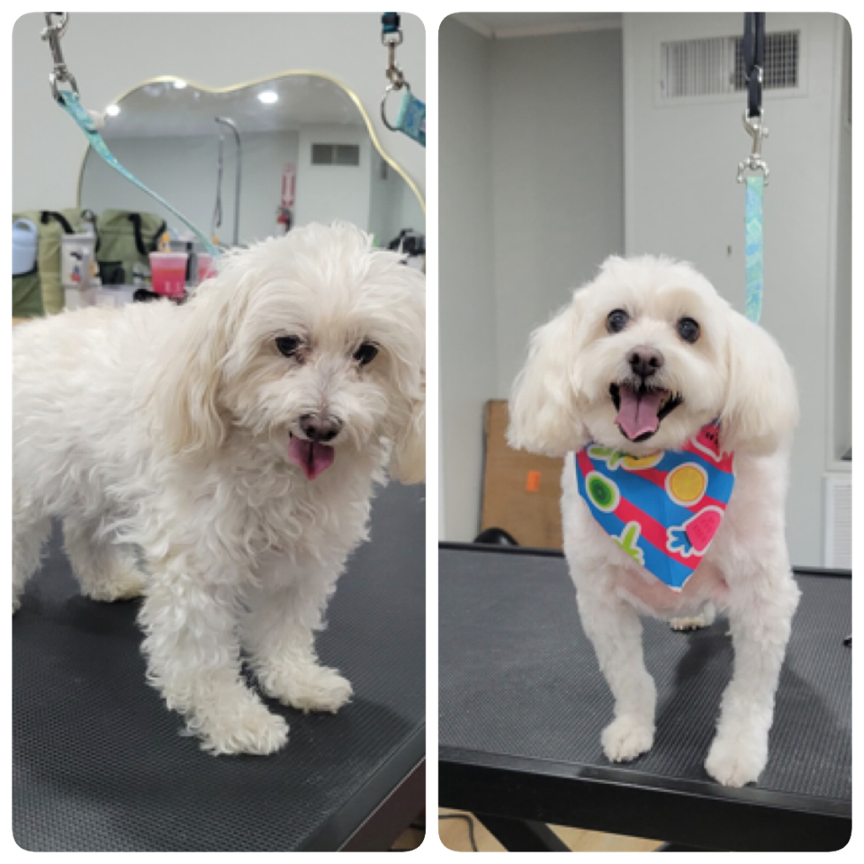 Happy Pups