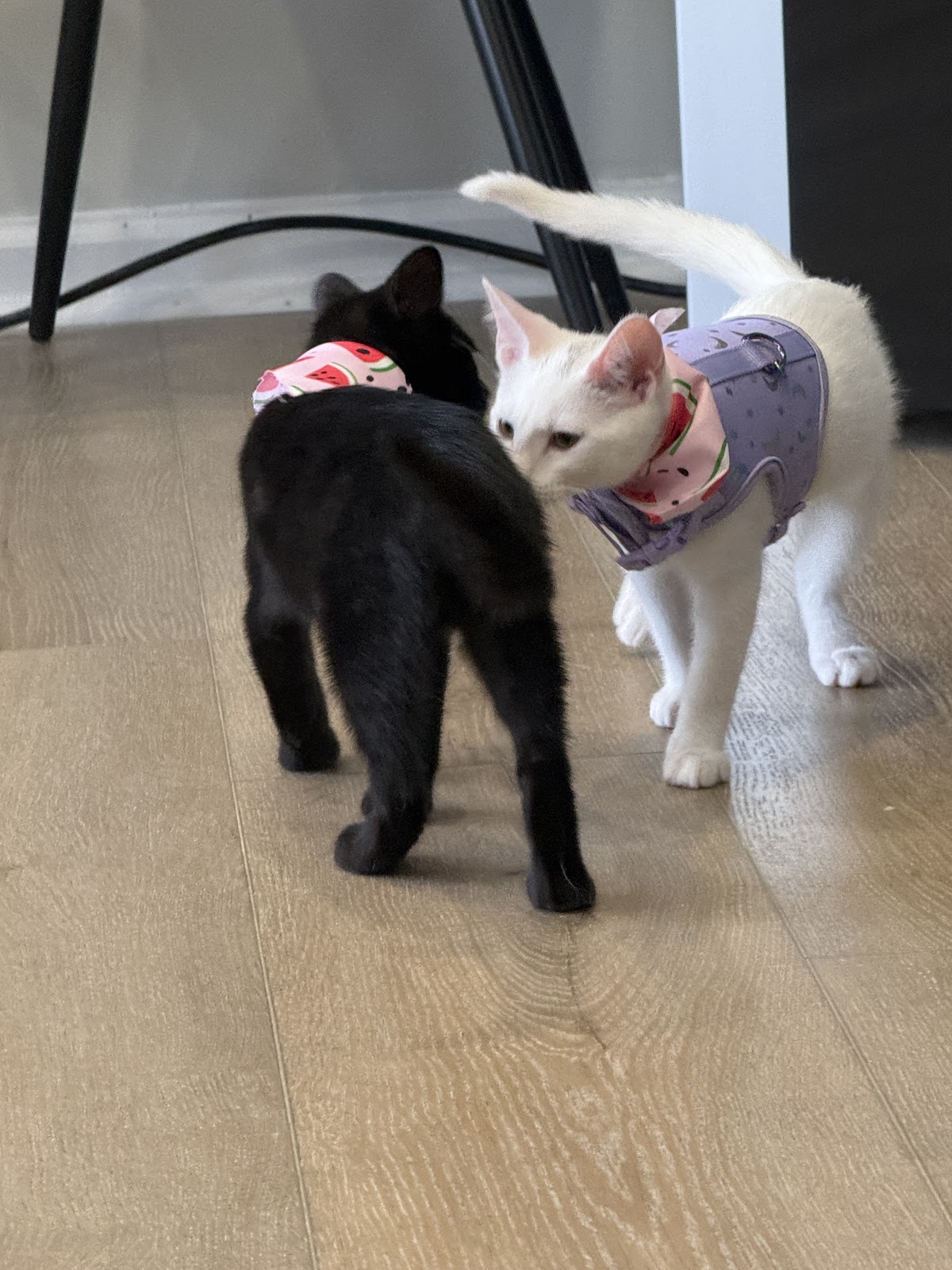 Cats