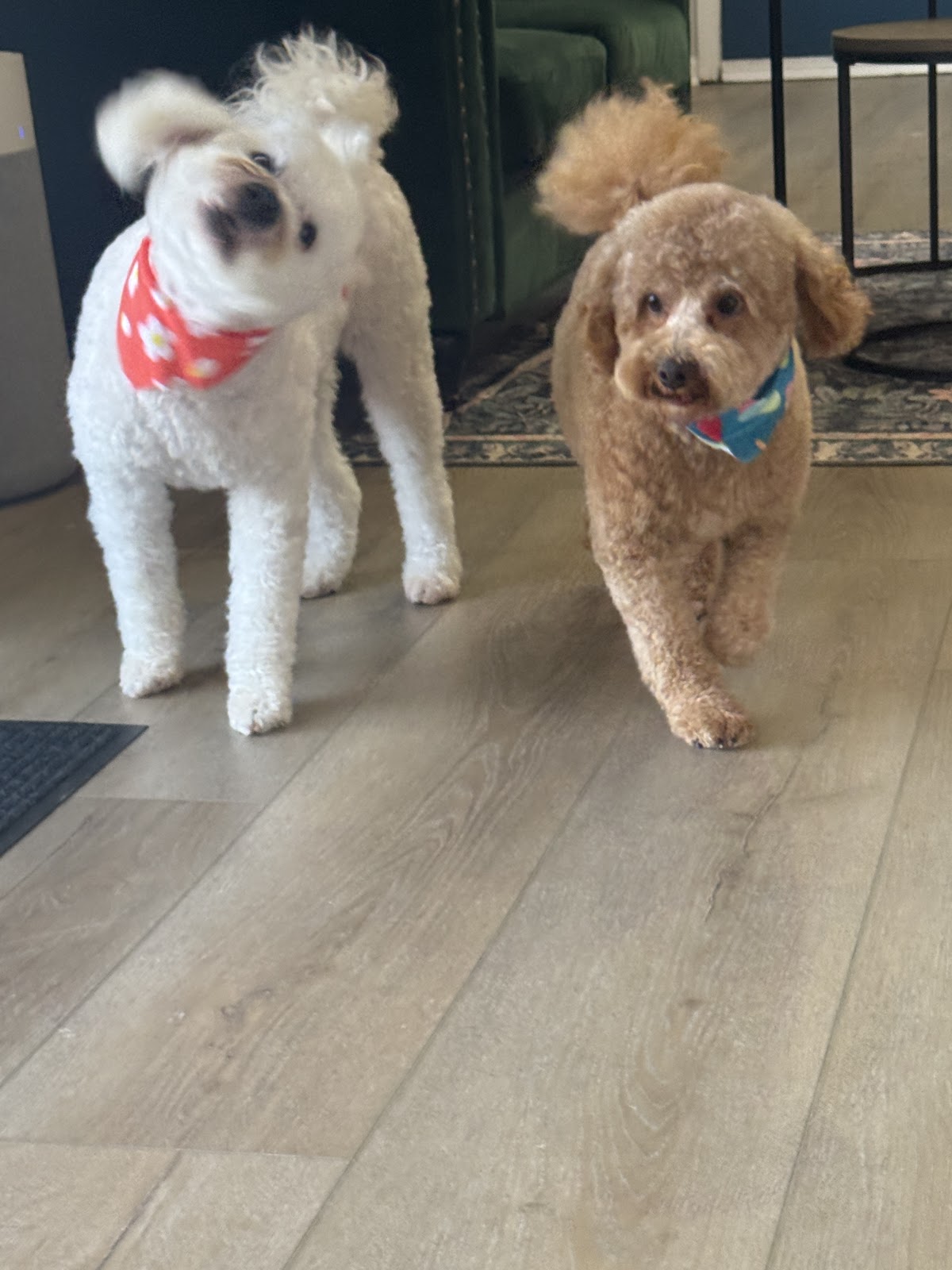 Happy Pups