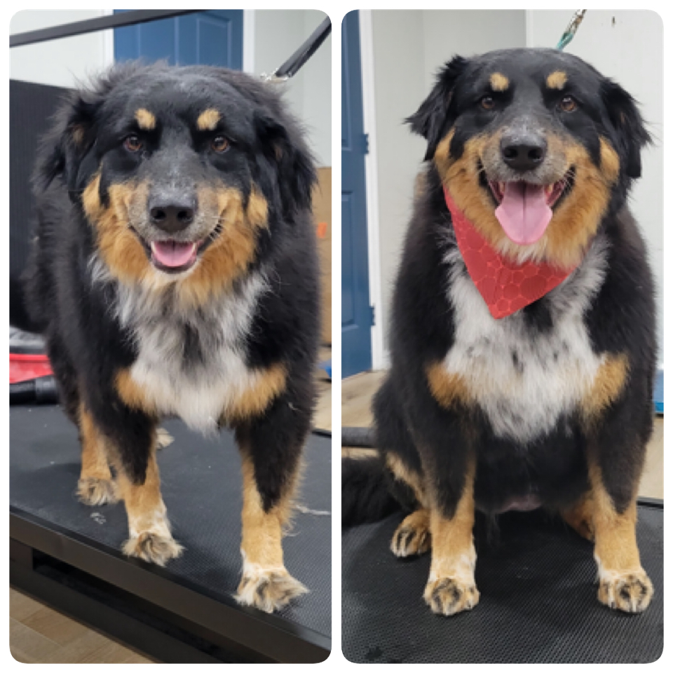 Happy Pups