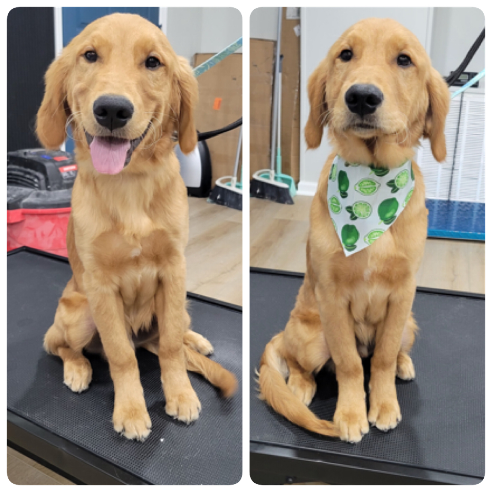 Happy Pups