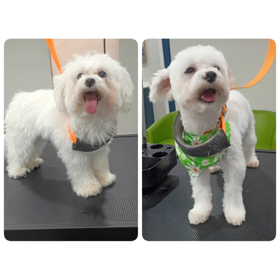 Happy Pups