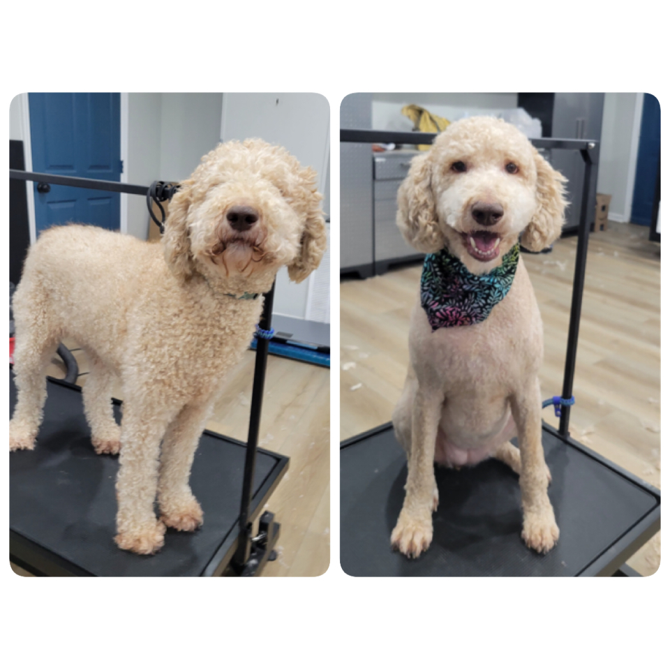Happy Pups