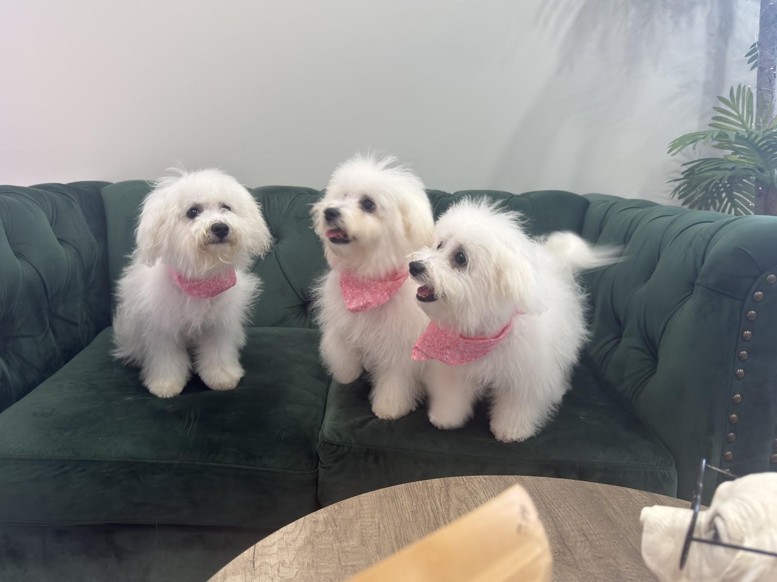 Happy Pups
