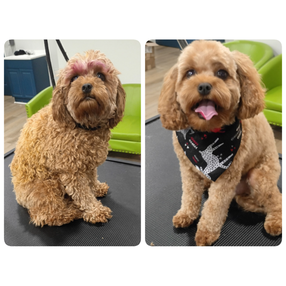 Happy Pups