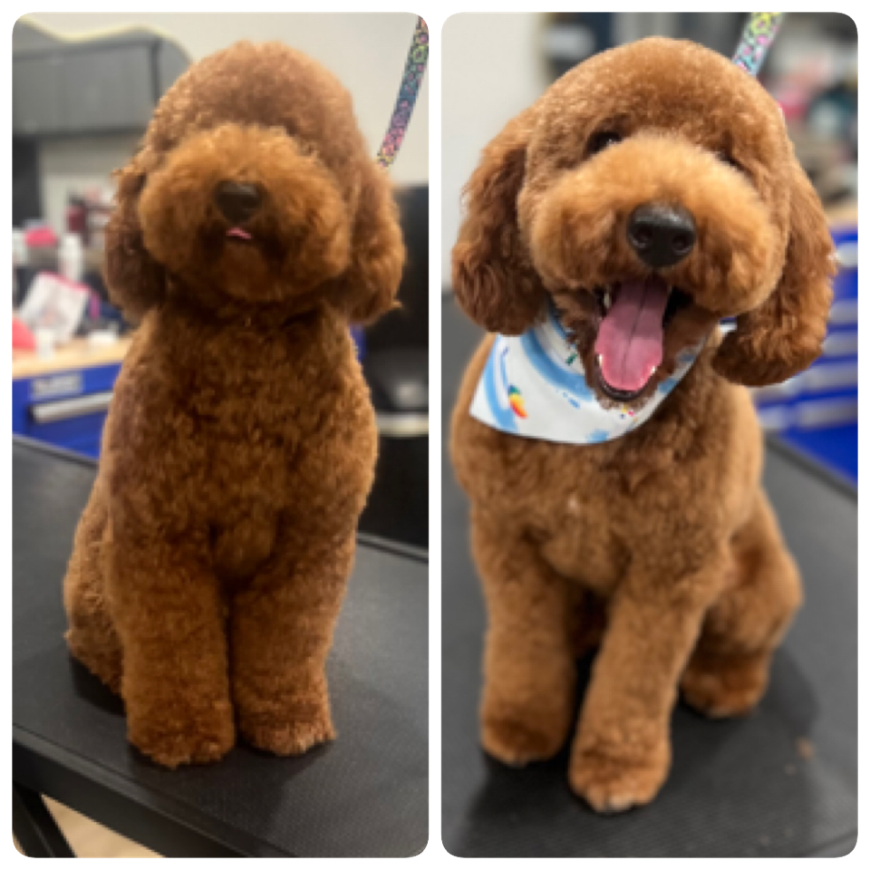 Happy Pups