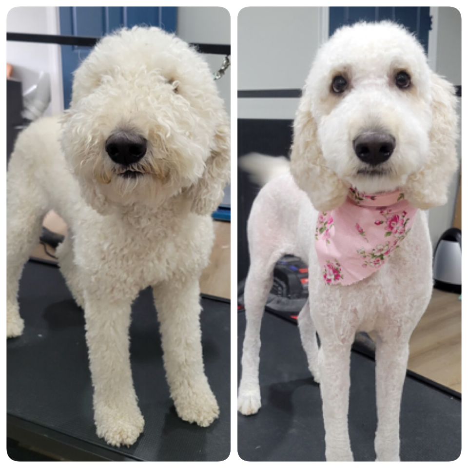Happy Pups