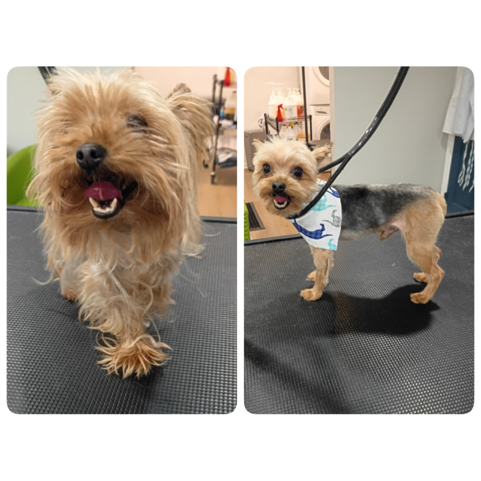 Happy Pups