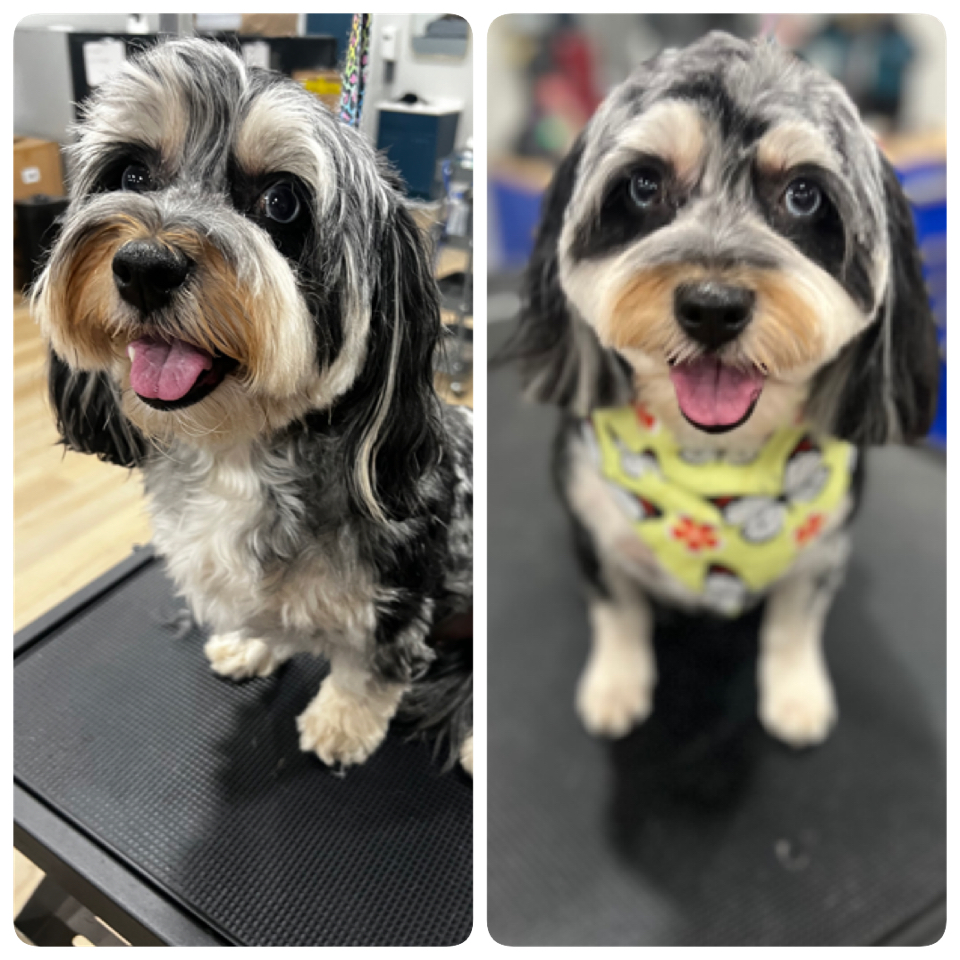 Happy Pups
