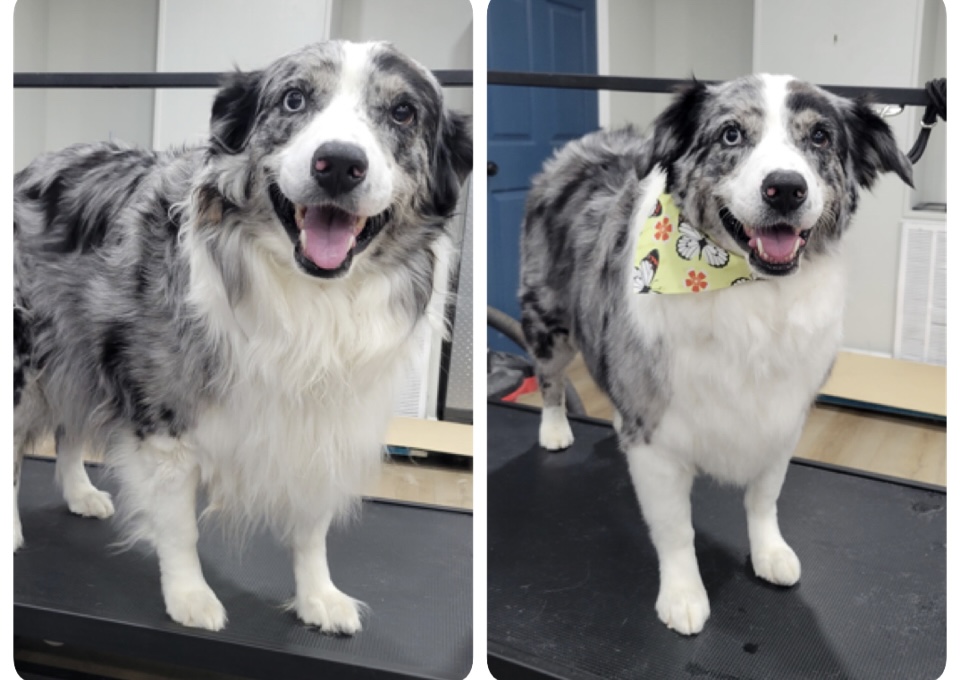Happy Pups