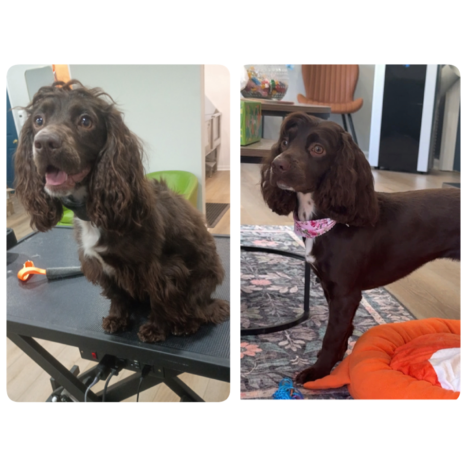Happy Pups