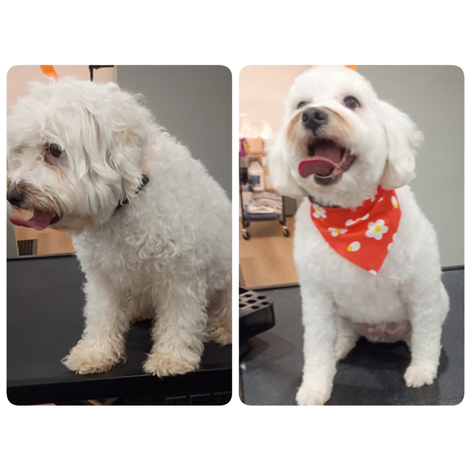 Happy Pups