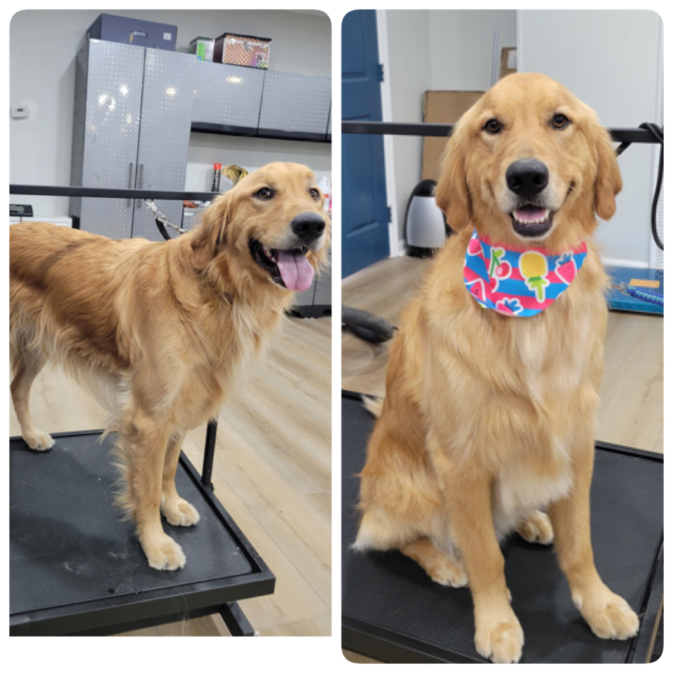 Happy Pups