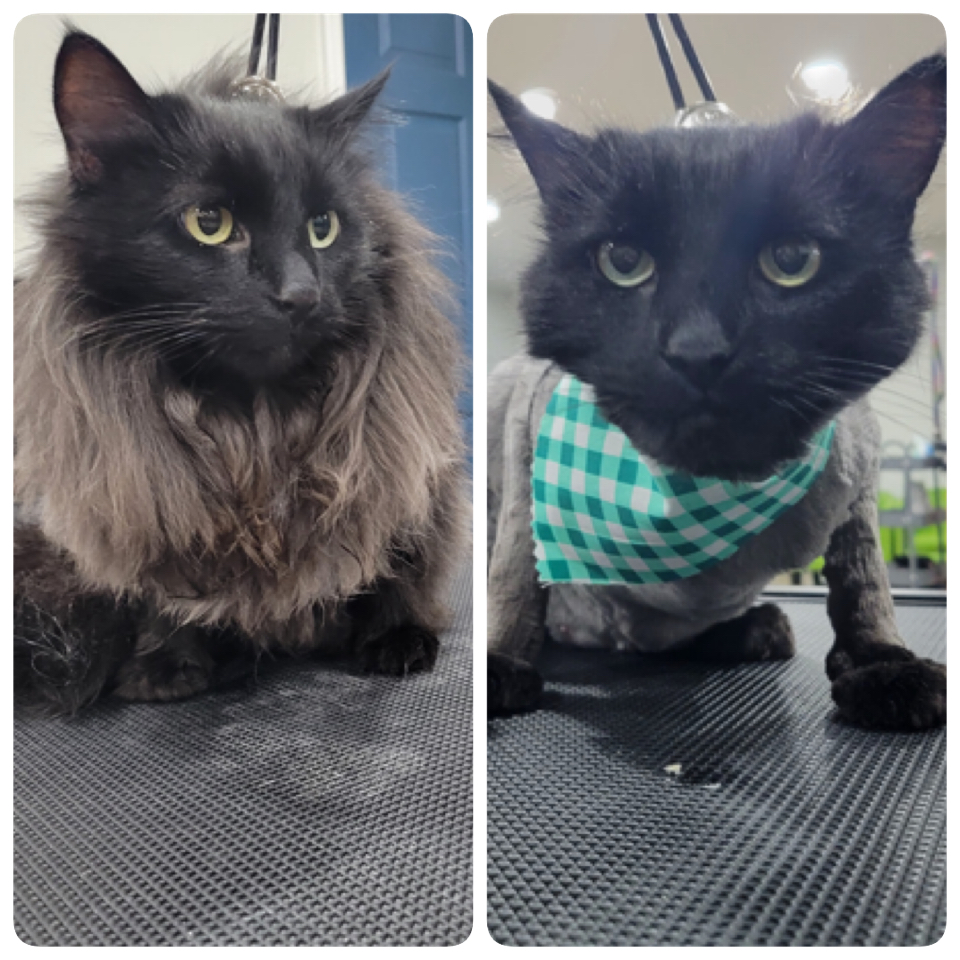 Cats