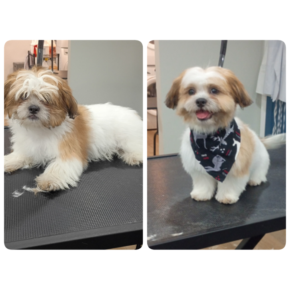Happy Pups