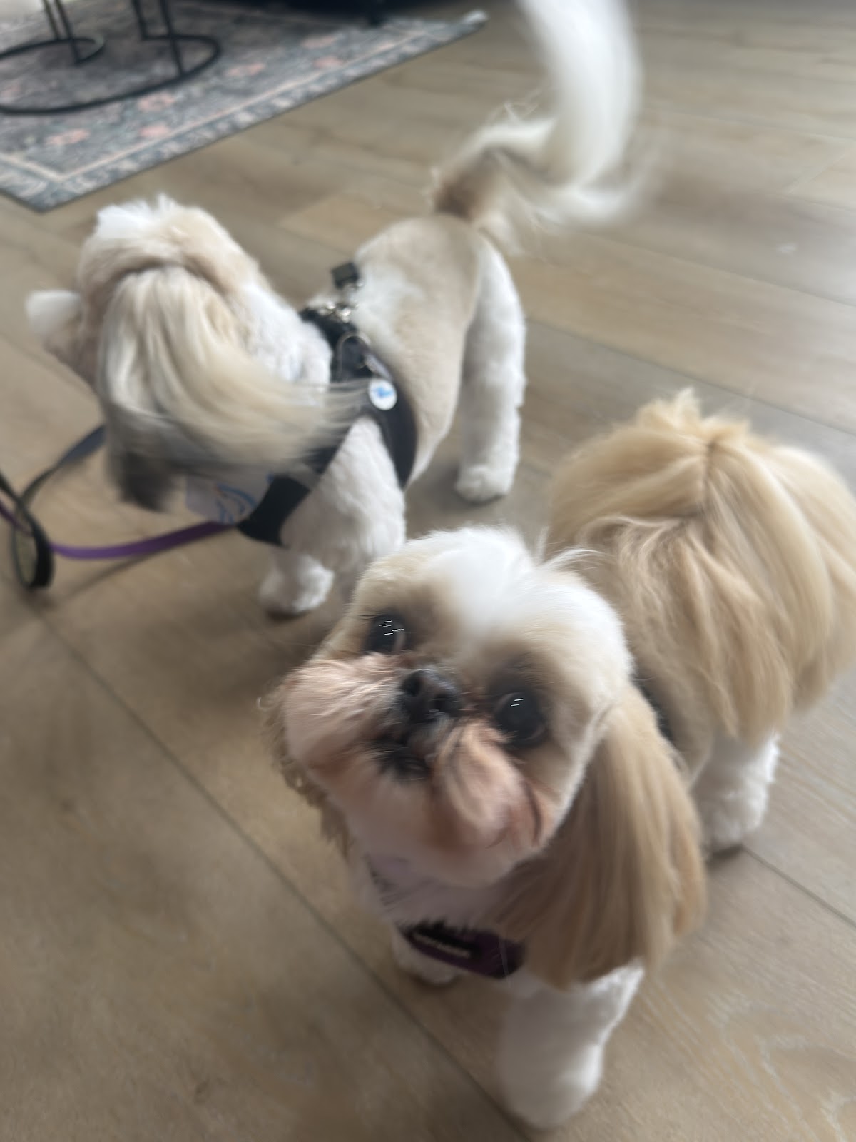 Happy Pups