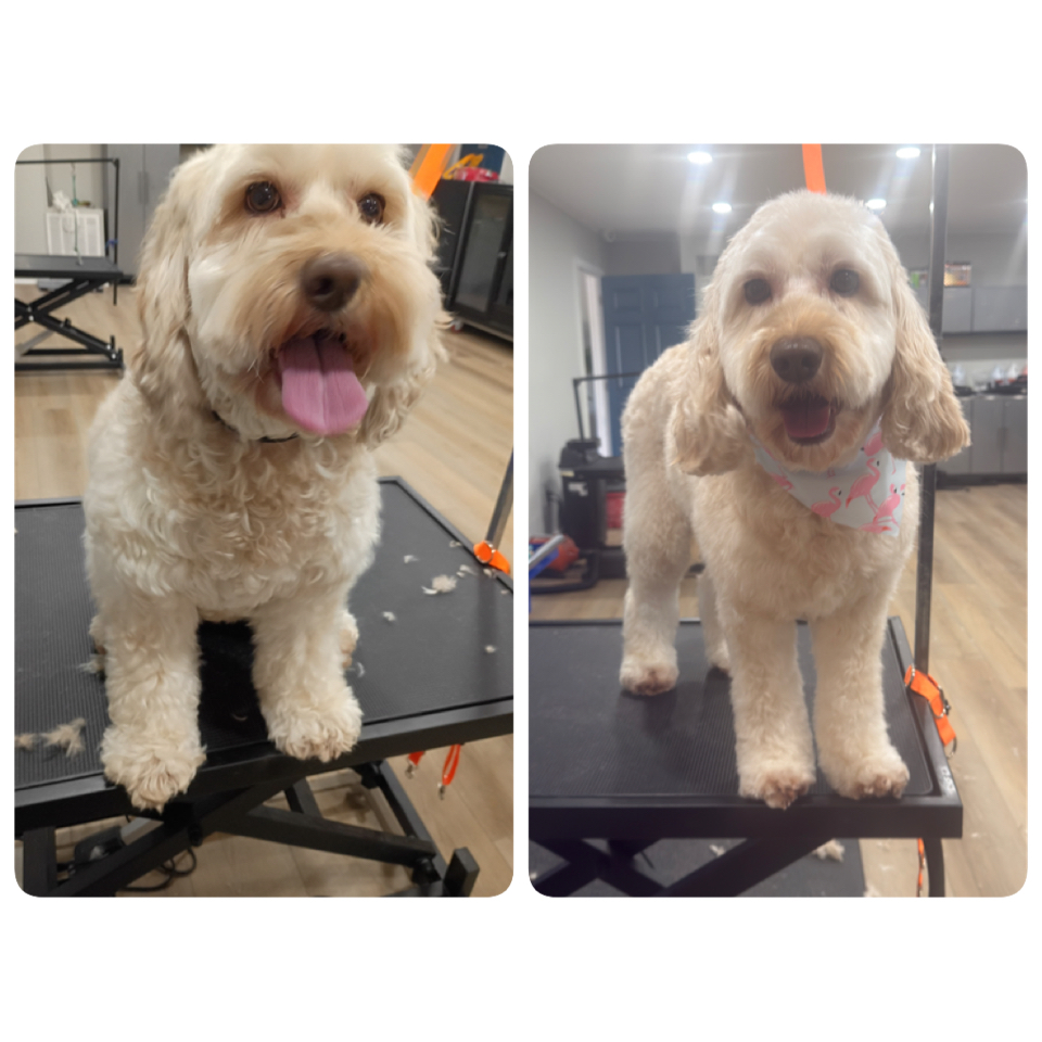 Happy Pups