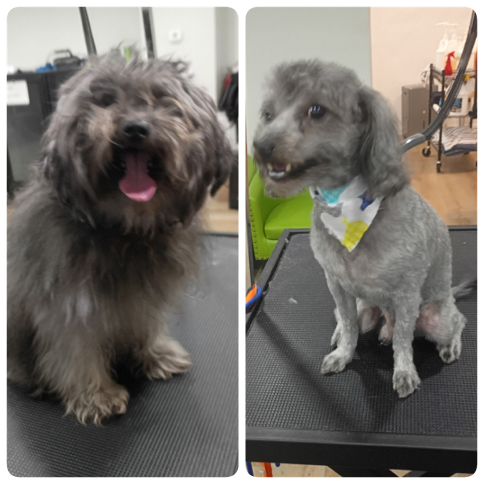 Happy Pups
