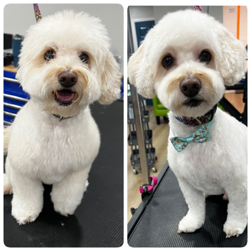 Happy Pups