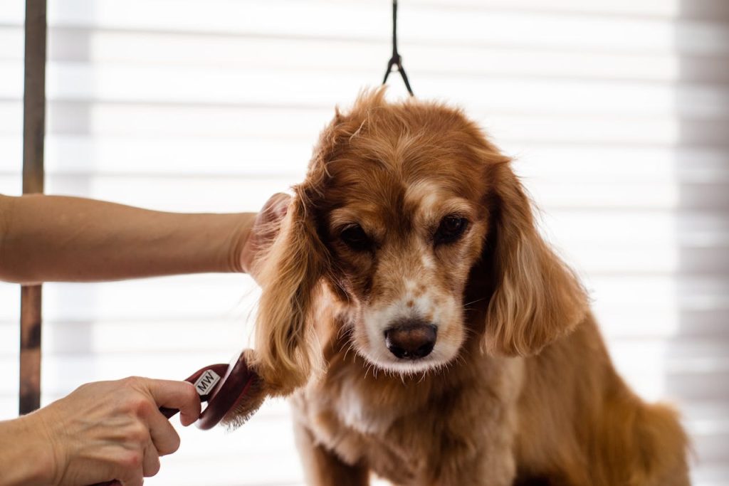 groomer-brushing-a-dog-19145879
